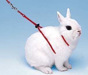 RABBIT HARNESS NY RAB For Discount