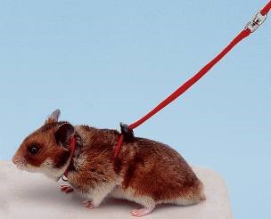 Hamster harness  NY HAM For Discount